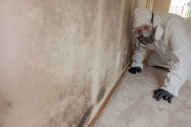 Best Commercial Mold Inspection in Port Edwards, WI